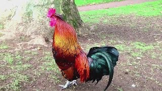 47 Imperessive rooster crowing in the morning compilations 2018  Chant du Coq [upl. by Claude]