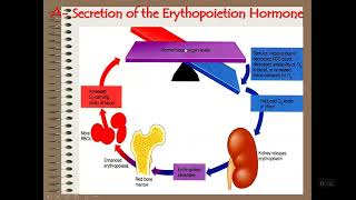 The renal glomeruli GFR Basic functions of the kidney [upl. by Ellinehc]