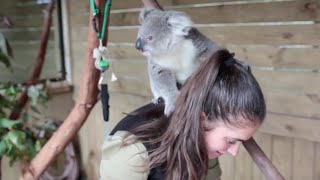 The moment this baby koala climbs up and cuddles cameraman 2 Additional Footage [upl. by Nalyr]