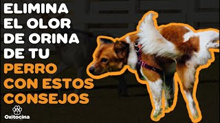 ELIMINA EL OLOR DE ORINA DE TU PERRO [upl. by Scrivens]