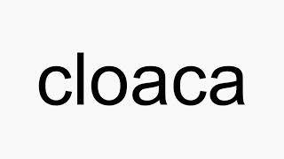 How to pronounce cloaca [upl. by Trainor]