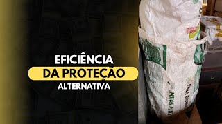 Comprovação do sistema alternativo de proteção das larvas de bigato [upl. by Lesde]