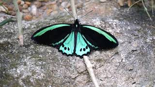 Butterfly Rainforest Moment Green birdwing [upl. by Godber308]