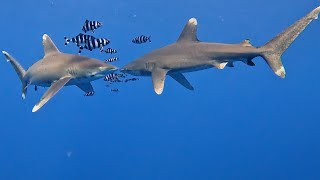 Oceanic Whitetip Sharks Longimanus  Elphinstone Reef [upl. by Oibirot171]