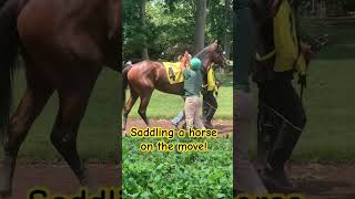 Saddling a horse on the move horse horses horseracingtips horseriding foryou [upl. by Edniya]