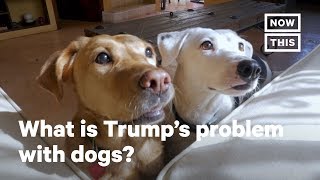 What Is Trumps Problem With Dogs  NowThis [upl. by Eenaffit]