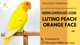 LUTINO PEACH ORANGE FACE  AFRICAN LOVE BIRDS  LOVE BIRDS  ADULT  CHIRPKART  CBE [upl. by Ramsa]