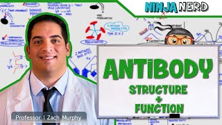 Immunology  Antibody Structure amp Function [upl. by Gastineau]