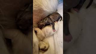 Largest newborn puppy EVER BORN [upl. by Pelage528]