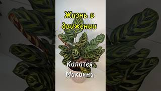 Жизнь в движении Пробуждение Калатеи Макояны CALATHEA MAKOYANA чайнаяроза tearose [upl. by Aneram]