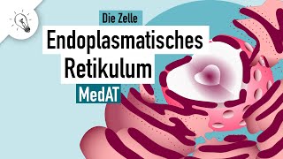 Endoplasmatisches Retikulum  Aufbau amp Funktion  MedAT  Biologie [upl. by Oicneconi613]