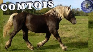 TOP Beautiful Comtois Horse in the World [upl. by Remo]