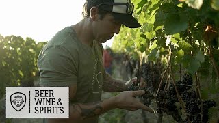 How Wine is Made in South Africa [upl. by Notsrik840]