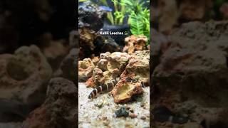 Happy and Very Healthy Kuhli Loach Fish kuhliloach aquarium plantedtank [upl. by Tiebold]