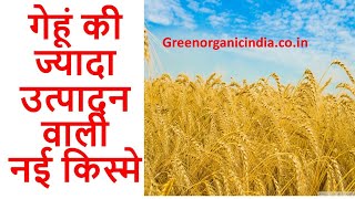 गेहूँ की नई किस्मे wheat new high yielding varieties kanak ki nai kisme [upl. by Attiuqihc954]