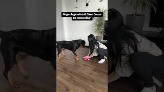 Dogo Argentino amp Cane Corso VS Rottweiler 🤣 dogs rottweiler loveyourpets mypet puppy allweiler [upl. by Ilenay353]