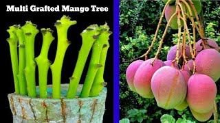 Multi Grafted Mango Tree  different plant is big treeमल्टी ग्राफ्टेड आम का पेड़ [upl. by Culosio]