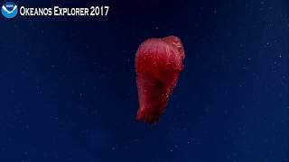 Okeanos Explorer Video Bite The Graceful Spanish Dancer [upl. by Akiner327]