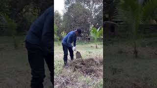 Backyard Work With My IRON HEART Denims amp WESCO Boots shorts [upl. by Anerrol]