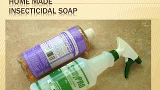 EXCELLENT  Homemade Insecticidal Soap [upl. by Sila]