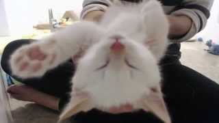 Adorable rescue kittens purring SO loud best kitten therapy ever [upl. by Alrich]