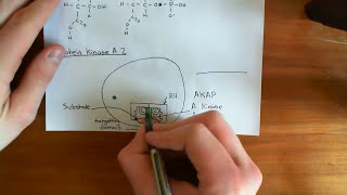 A kinase Anchoring Proteins Part 2 [upl. by Assened566]