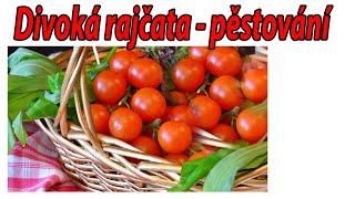 divoká rajčata  pěstování wild tomatoesgrowing tomatoesgarden [upl. by Ayota]