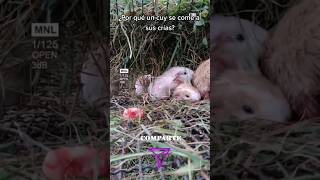 ¿Por qué un cuyo se come a sus crías🐹 cuy cuyes cuyo cobayas cobaya conejo guineapig shorts [upl. by Osber]