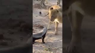 Honey badger vs Lions wildlife animals africansafari [upl. by Nwahsyd204]