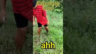 Gagambang Camel Biton Spider Gagamba fypシ゚viral Shorts Reels jitbuygaming [upl. by Luther]