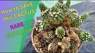 How to save my CACTUS Copiapoa Revival  Episode 156 [upl. by Murdoch]