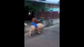 Real life Hog Rider shorts [upl. by Sipple]