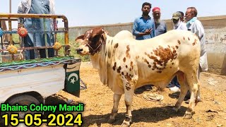 Bhains Colony Mandi Karachi Cattle Update 15052024 Biopari On Fire 🔥Ab Kia Hoga😳 Cow Mandi 2024 [upl. by Hueston]