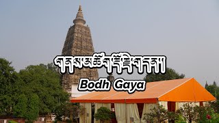 Pilgrimage to Bodh Gaya གནས་མཆོག་རྡོ་རྗེ་གདན་དུ་གནས་སྐོར་བ། tibetanvlogger pilgrimage [upl. by Dannon12]