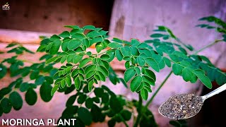 A Complete GUIDE on Moringa Plant Care  Drumstick Plant Care [upl. by Ecirahc634]