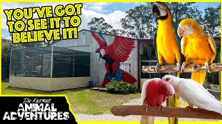 THE MOST AWESOME PARROT AVIARY YOUVE EVER SEEN REVISITED [upl. by Etteneg]