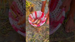 Fishing video fishing shorts short video [upl. by Apostles]