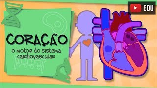 Coração  o principal órgão do Sistema Cardiovascular [upl. by Bonne]