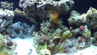 Tail Spot Blenny checking out his new neighbor [upl. by Volding4]