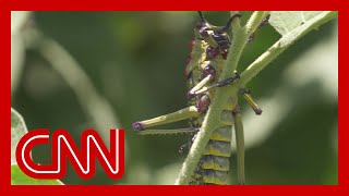 Locust swarms threaten the food supply of millions [upl. by Asyar490]