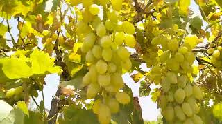 Fresh Grapes Bizenjo Vineyards Nall Khuzdar [upl. by Aziram]