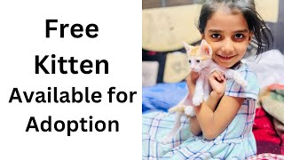 Free kitten adoption Delhi  cats in Delhi  Dogs in Delhi  dog kitten cat [upl. by Crain]