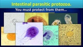 Intestinal parasitic protozoaClear overview [upl. by Anthiathia]