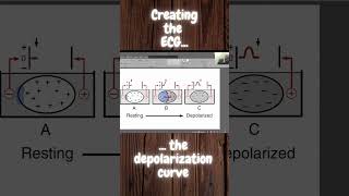 Decoding the ECG Creating the Depolarizing Wave of the ECG EKG shorts youtubeshorts ytshorts [upl. by Sublett]