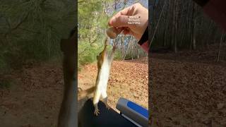 Squirrelette’s squirrely little toes squirrelwhisperer melgsbackyardsquirreling [upl. by Herrera566]