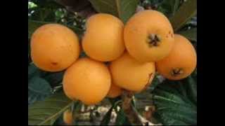 consumption benefits loquat fruit medicinal nispero [upl. by Yevad]