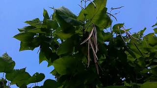 Albero dei Sigari Catalpa medicinal plant [upl. by Kenison]