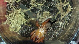 Red Trapdoor Spider Feeding [upl. by Nehtanoj713]