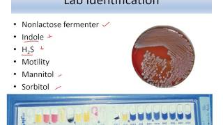 Lecture 10 Enterobacteriaceae Salmonella [upl. by Millie]