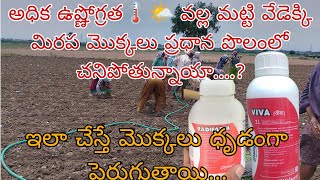 transplant shockcausesways to prevent and cureradifarmvivavalagrochilliandhra pradesh [upl. by Norward]